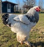 Jonge Brahma haan Columbia wit-zwart, Dieren en Toebehoren, Pluimvee, Mannelijk, Kip