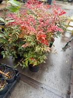 Nandina domestica de originele hoog 40/50 prima op kleur, Vaste plant, Halfschaduw, Zomer, Ophalen