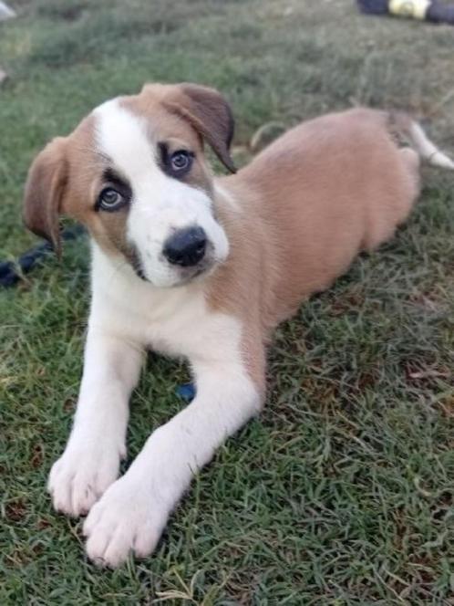 ACE: Beethoven houdt van rennen en spelen, Dieren en Toebehoren, Honden | Niet-rashonden, Groot, Reu, Particulier, Eén hond, Buitenland
