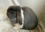 Zeer mooie lieve jonge raszuivere Minilop voedster, Dieren en Toebehoren, Konijnen, Vrouwelijk, Klein, Hangoor, 0 tot 2 jaar