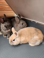 Dwerg konijnen, Dieren en Toebehoren, Knaagdieren, November, Meerdere dieren, Overige typen
