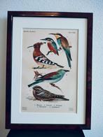 Litho Floericke IJsvogel Hop Scharrelaar Bijeneter 1922, Antiek en Kunst, Ophalen of Verzenden