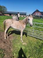 2 volbloed arabische  paarden, Dieren en Toebehoren, Paarden, Minder dan 160 cm, Niet van toepassing, 0 tot 2 jaar, Meerdere dieren