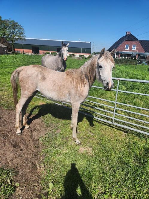 2 volbloed arabische  paarden, Dieren en Toebehoren, Paarden, Meerdere dieren, Niet van toepassing, Minder dan 160 cm, 0 tot 2 jaar