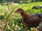 Welsumer kuikens, Dieren en Toebehoren, Pluimvee, Meerdere dieren, Kip