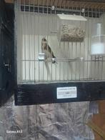 Te koop bloemputters 2 koppels, Meerdere dieren