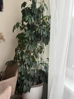 Schefflera Amate - Prachtige Kamerplant!, Huis en Inrichting, Kamerplanten, Overige soorten, In pot, 150 tot 200 cm, Groene kamerplant