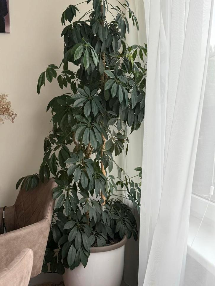 Schefflera Amate - Prachtige Kamerplant!, Huis en Inrichting, Kamerplanten, Overige soorten, 150 tot 200 cm, Groene kamerplant