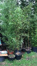 BAMBOE PLANTEN VOOR TUIN -TERRAS OF BALKON,, Tuin en Terras, Planten | Tuinplanten, Ophalen, Bloeit niet, Overige soorten