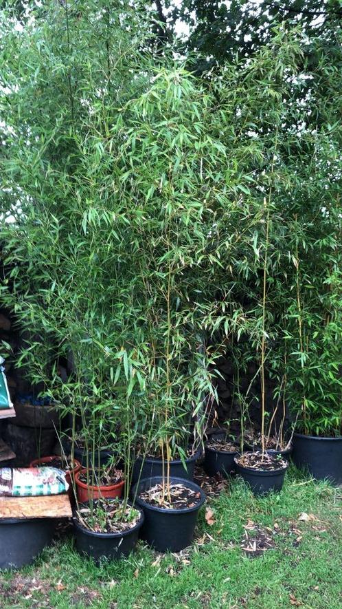 BAMBOE PLANTEN VOOR TUIN -TERRAS OF BALKON,, Tuin en Terras, Planten | Tuinplanten, Overige soorten, Bloeit niet, Ophalen