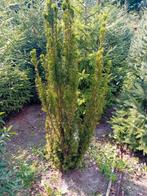 Taxus, Tuin en Terras, Planten | Struiken en Hagen, Ophalen, Taxus