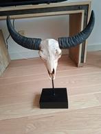 Decoratief Dierenbeeld - Buffel schedel op voet, Huis en Inrichting, Woonaccessoires | Wanddecoraties, Ophalen of Verzenden, Zo goed als nieuw