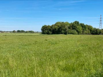 Hooibalen Paarden jakobskruiskruidvrij hooi 1ste snede 2026 beschikbaar voor biedingen