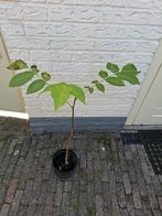 Walnoot boom 2 jaar oud, Ophalen