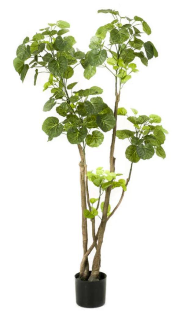polyscias boom 135cm, Huis en Inrichting, Woonaccessoires | Kunstplanten en Kunstbloemen, Nieuw, Ophalen of Verzenden