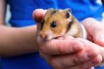 Goudhamsters hamster hamsters, Dieren en Toebehoren, Knaagdieren, Meerdere dieren, Hamster, Na 1 juli 2024, Tam