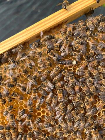 Buckfast koninginnen. Bevrucht en onbevrucht, kleine volkjes beschikbaar voor biedingen