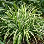 Carex ( zegge) everglow stekjes P9, Ophalen, Siergrassen, Halfschaduw