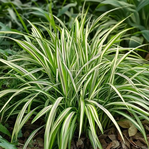 Carex ( zegge) everglow stekjes P9, Tuin en Terras, Planten | Tuinplanten, Siergrassen, Halfschaduw, Ophalen