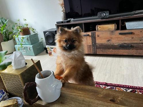 Pomeriaan Puppie, Dieren en Toebehoren, Honden | Poolhonden, Keeshonden en Oertypen, Reu, Keeshond, Particulier, Eén hond, Nederland