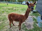 Alpaca hengst AHDP Robin  stamboek, Dieren en Toebehoren, Juli, Mannelijk
