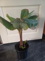 Bananenplant in pot, Tuin en Terras, Ophalen, Volle zon, Vaste plant, Zomer