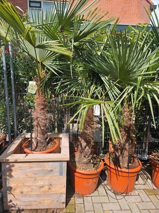 Winterharde palmen: Trachycarpus Fortunei 200cm, Tuin en Terras, Planten | Bomen, Palmboom, 100 tot 250 cm, Volle zon, Zomer, Ophalen of Verzenden