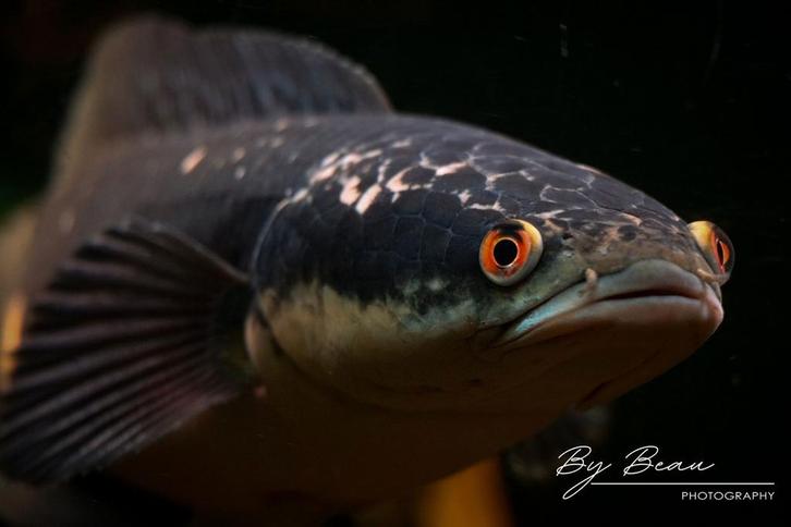 channa marulioides blue, Dieren en Toebehoren, Vissen | Aquariumvissen, Vis