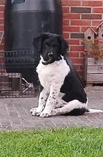 FRIESE STABIJ pup reu, Dieren en Toebehoren, 8 tot 15 weken, Eén hond, Nederland, Particulier