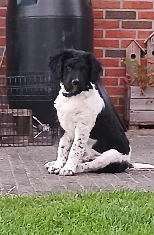 FRIESE STABIJ pup reu, Dieren en Toebehoren, Honden | Retrievers, Spaniëls en Waterhonden, Reu, Overige rassen, Particulier, Eén hond