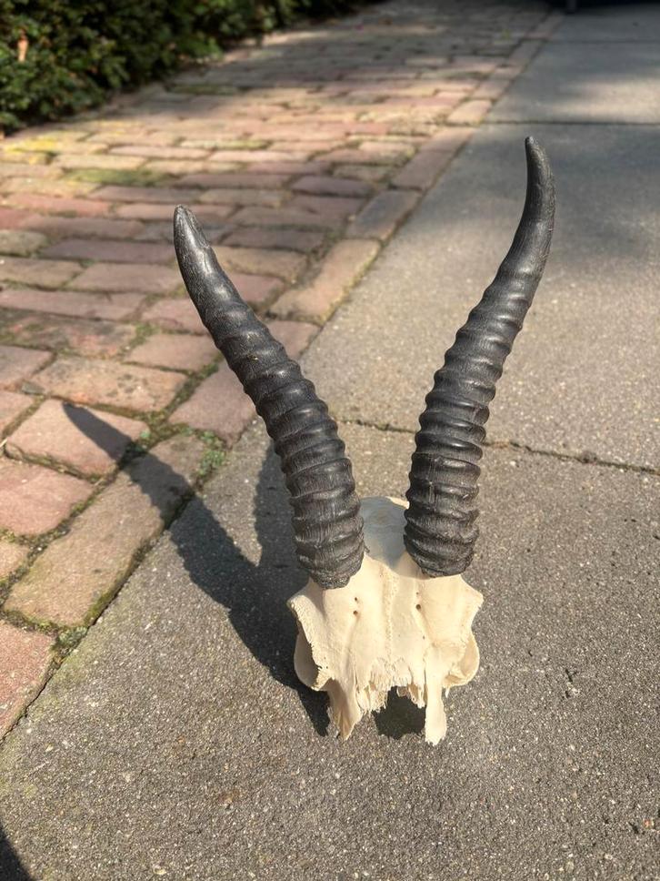 Afrikaanse Antilopen Schedel met Hoorns, Verzamelen, Dierenverzamelingen, Ophalen of Verzenden