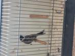Rietgors man topzanger en 5 dwergkwartels, Dieren en Toebehoren, Meerdere dieren, Tropenvogel