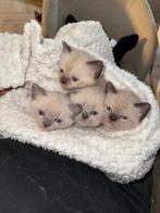 Britse korthaar x siamees kittens, Poes