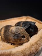 Cavia beertjes 4 weken prachtig getekend!, Dieren en Toebehoren, Knaagdieren, Cavia, Mannelijk, November, Tam