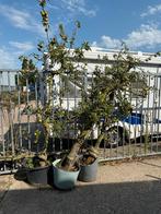 3 Appelbomen in pot BIEDEN PER STUK, Overige soorten, Lente, 100 tot 250 cm, Ophalen
