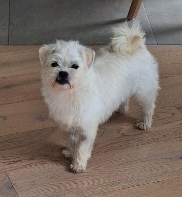 ACE: Dolores een lief hondje dat graag bijleert, in opv BE beschikbaar voor biedingen