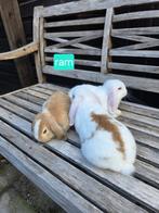Div mini lops  alleen nog rammetjes, Meerdere dieren, Dwerg, Hangoor, 0 tot 2 jaar