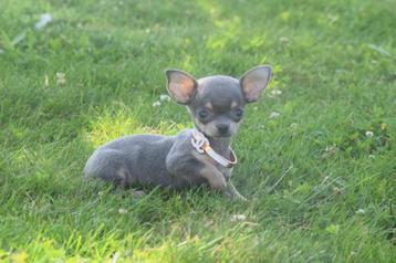 Chihuahua pups prachtige kleuren beschikbaar voor biedingen