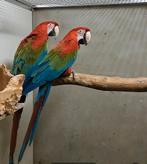 Groenvleugel ara's, Dieren en Toebehoren, Vogels | Parkieten en Papegaaien, Meerdere dieren, Papegaai, Geringd