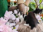 Nog 3 kittens van 10 weken beschikbaar., Dieren en Toebehoren, Katten en Kittens | Overige Katten, Meerdere dieren