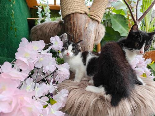 Nog 3 kittens van 10 weken beschikbaar., Dieren en Toebehoren, Katten en Kittens | Overige Katten, Meerdere dieren