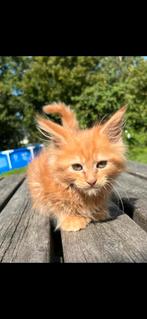 Maine coon kittens, Dieren en Toebehoren, Katten en Kittens | Raskatten | Langhaar, Meerdere dieren, 0 tot 2 jaar