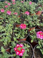 Verbena hybrida - Lanai candy (3 voor €5), Ophalen, Zomer, Overige soorten, Volle zon