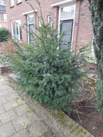 taxus beschikbaar voor biedingen