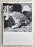 Kitten op zwartwitte moederpoes met halsbandje, Ophalen of Verzenden, 1980 tot heden, Ongelopen, Hond of Kat