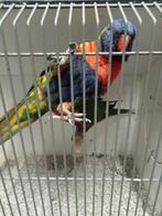Lori van de blauwe Bergen koppel, Dieren en Toebehoren, Meerdere dieren, Papegaai