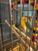Prachtig koppel agaporniden met kooi te koop — €60, Dieren en Toebehoren, Meerdere dieren, Dwergpapegaai of Agapornis