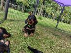 Teckel pups ruwharig wildkleur, Dieren en Toebehoren, Honden | Teckels en Dashonden, Standaard, 8 tot 15 weken, CDV (hondenziekte)
