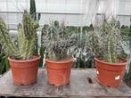 Cactus Stetsonia Coryne uit Argentinie 55/cm hoog. 28cm pot, Ophalen of Verzenden, Minder dan 100 cm, Bloeiende kamerplant, Volle zon