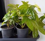 Fatsia japonica plant, Ophalen, Halfschaduw, Minder dan 100 cm